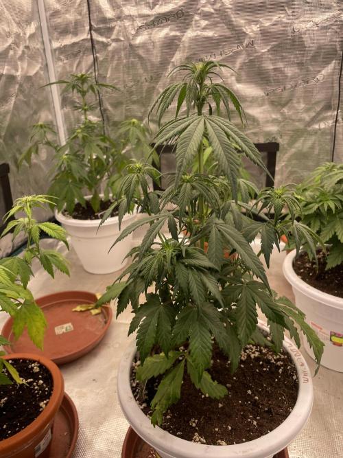 Auto candy 🍭. Week 5