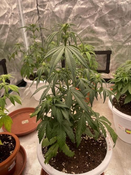 Auto candy 🍭. Week 5