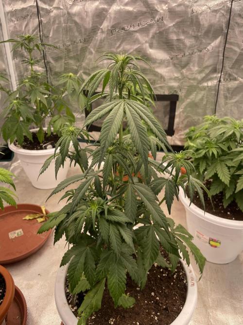 Auto candy 🍭. Week 5