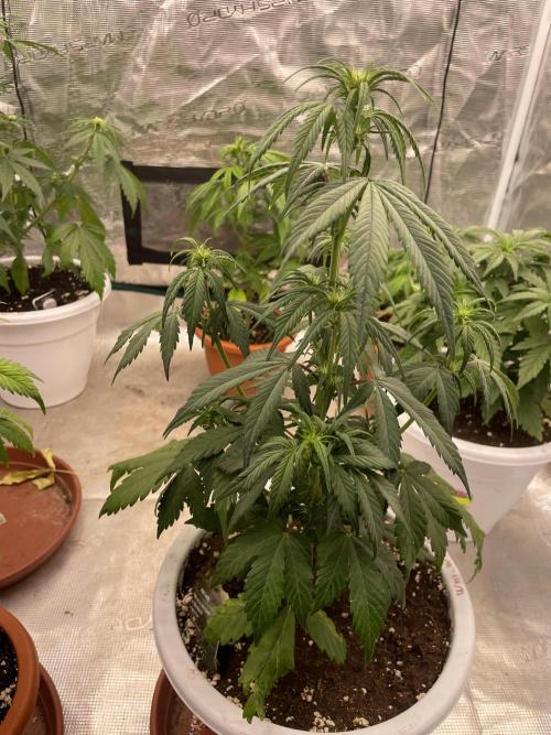 Auto candy 🍭. Week 5