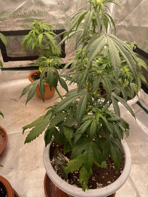 Auto candy 🍭. Week 5