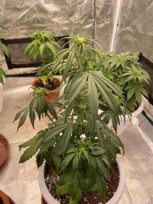 Auto candy 🍭. Week 5