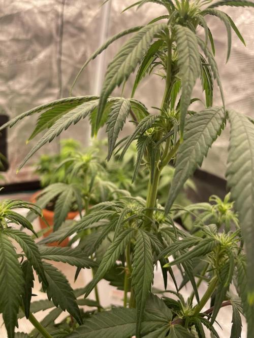 Auto candy 🍭. Week 5