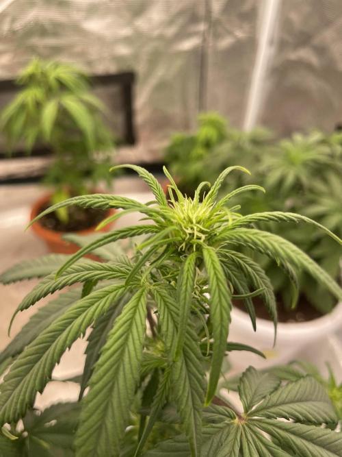 Auto candy 🍭. Week 5