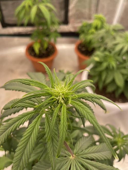 Auto candy 🍭. Week 5