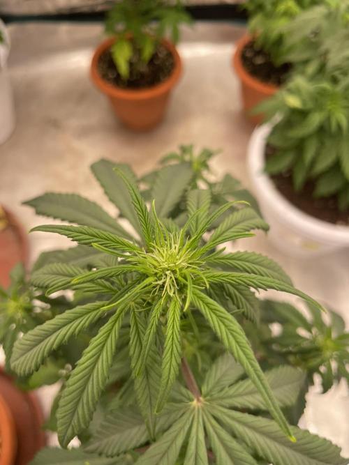 Auto candy 🍭. Week 5