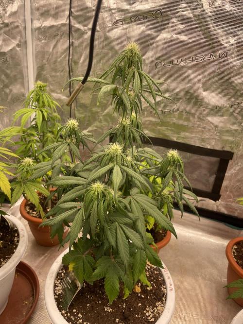 Auto candy 🍭. Week 6