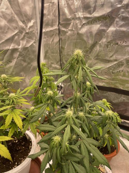 Auto candy 🍭. Week 6