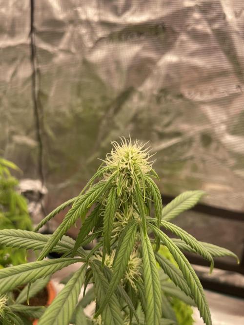 Auto candy 🍭. Week 6