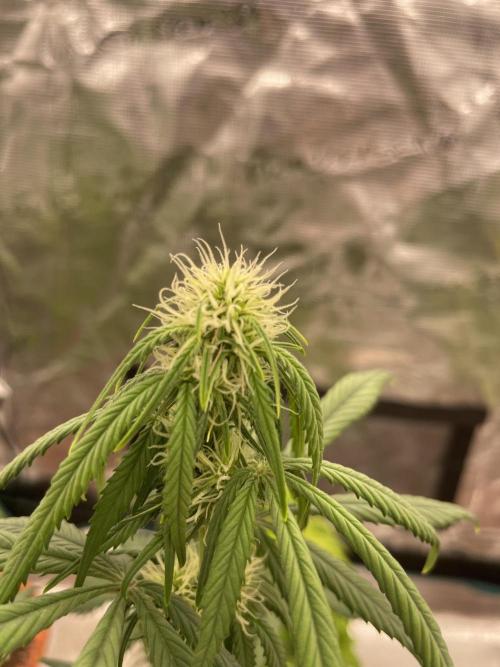 Auto candy 🍭. Week 6