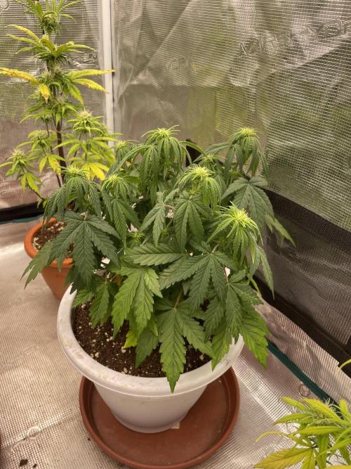 Auto big Demon. Week 6