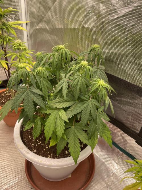 Auto big Demon. Week 6