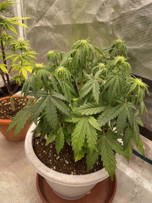 Auto big Demon. Week 6