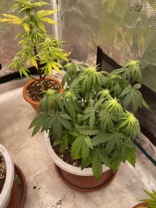 Auto big Demon. Week 6