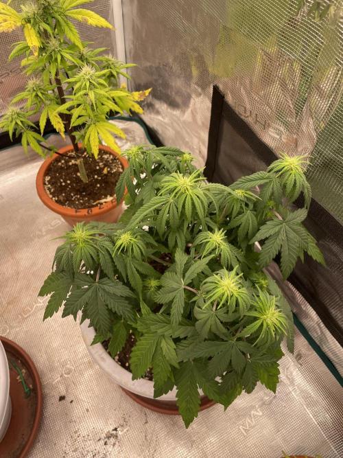 Auto big Demon. Week 6