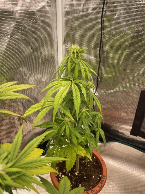 Divine rapier. Week 6