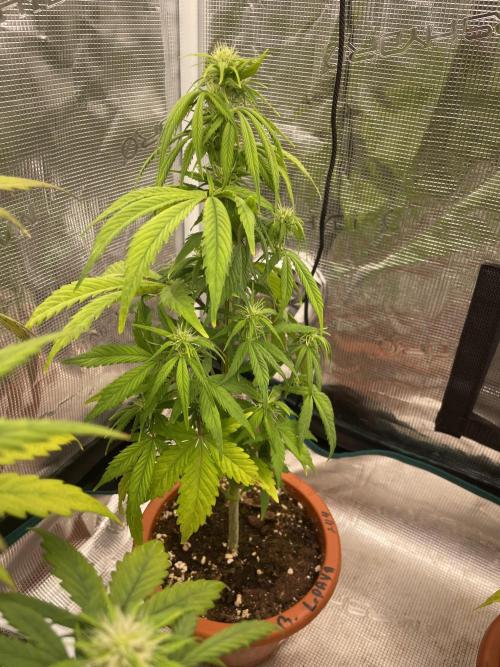 Divine rapier. Week 6