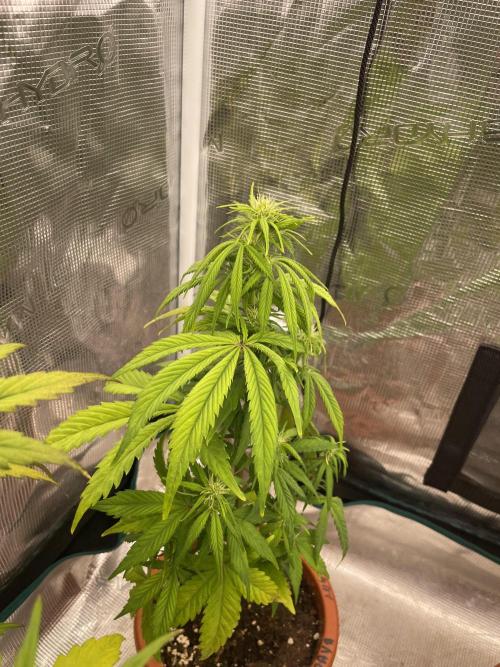 Divine rapier. Week 6