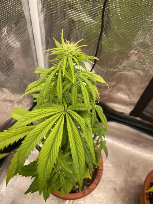 Divine rapier. Week 6