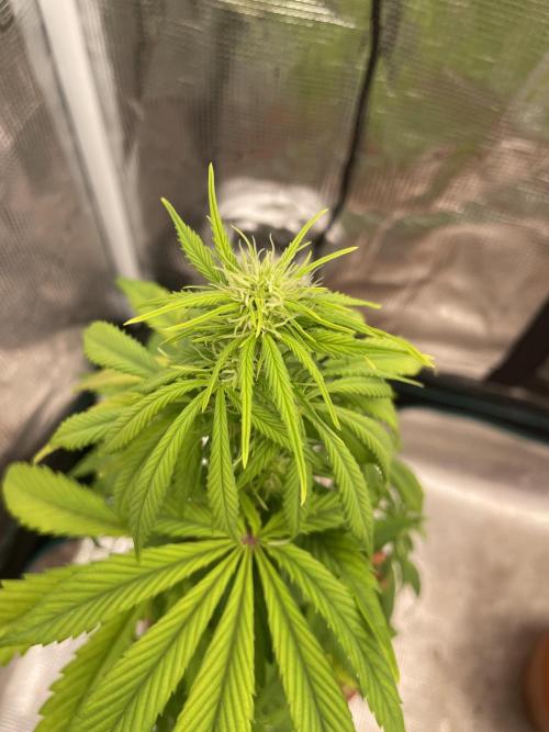 Divine rapier. Week 6