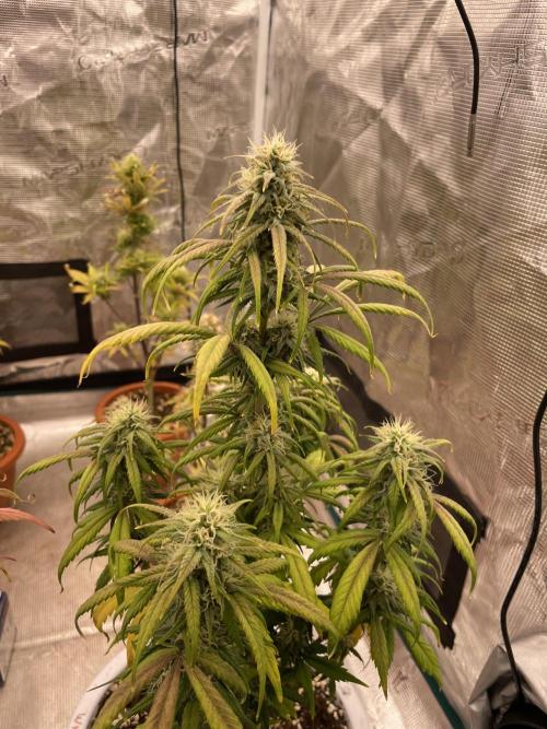 Auto candy 🍭. Week 8