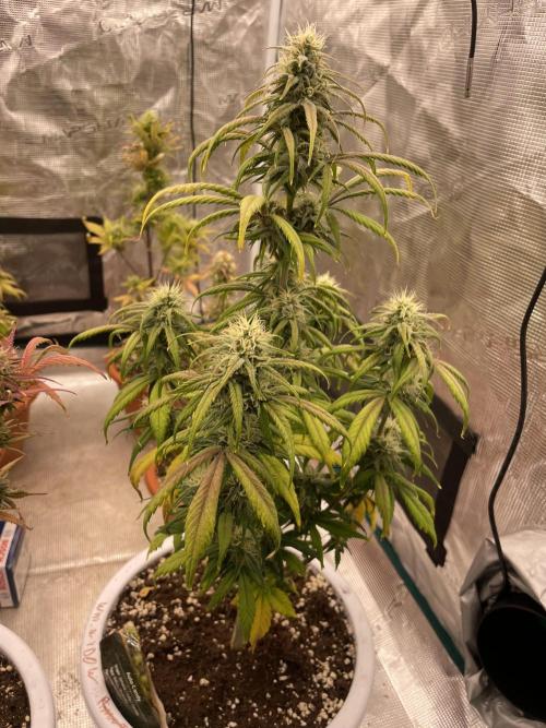 Auto candy 🍭. Week 8