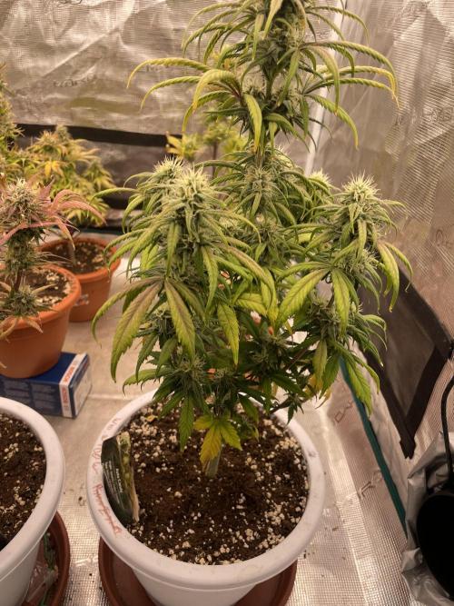 Auto candy 🍭. Week 8