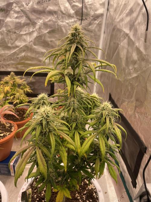 Auto candy 🍭. Week 8