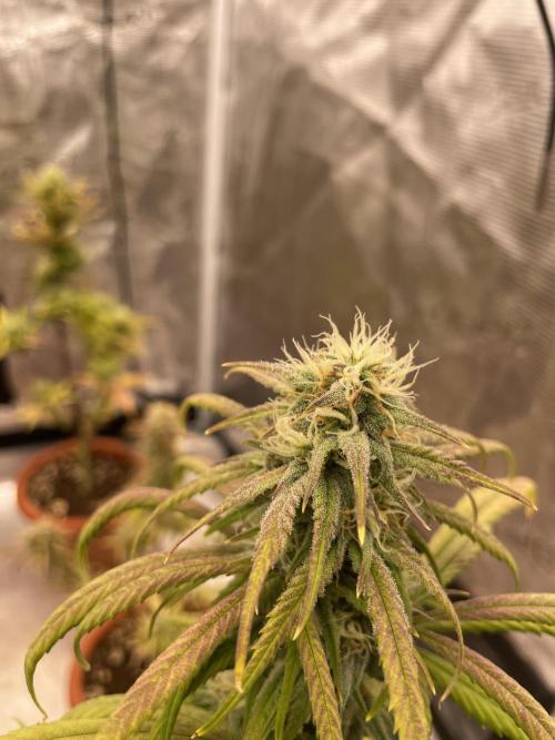 Auto candy 🍭. Week 8