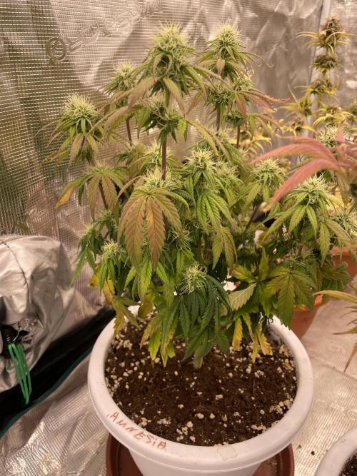 Auto big Demon. Week 8