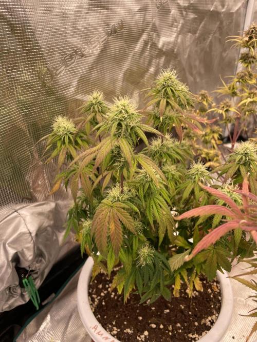 Auto big Demon. Week 8