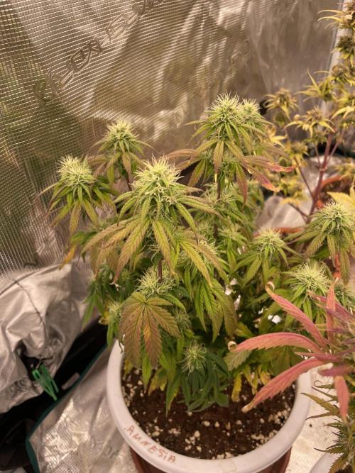 Auto big Demon. Week 8