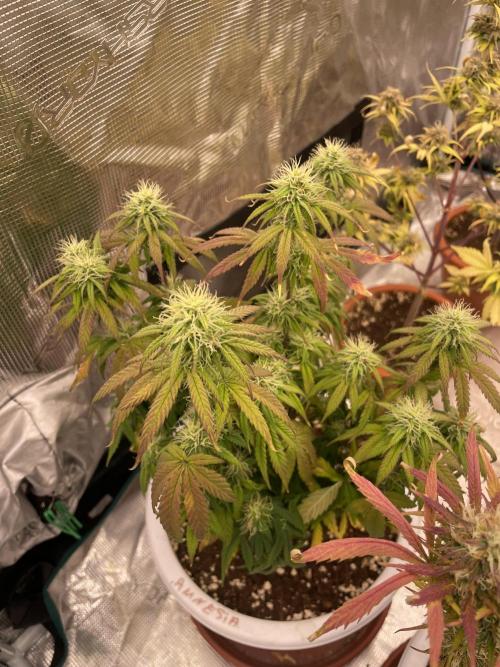 Auto big Demon. Week 8