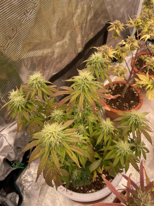 Auto big Demon. Week 8