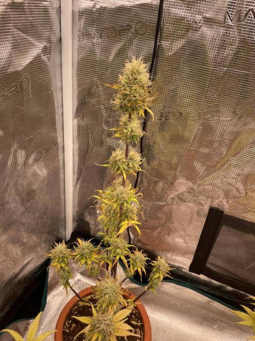 Divine rapier. Week 8