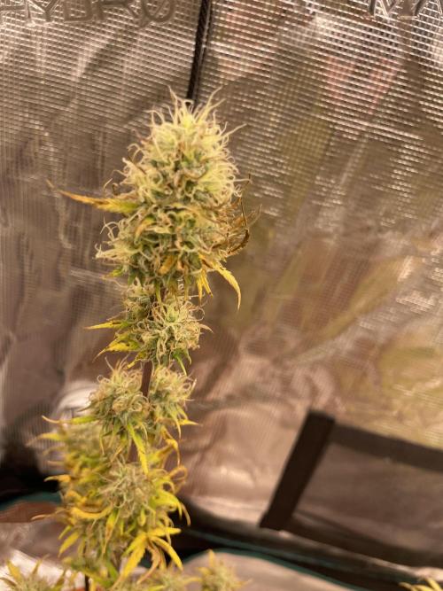 Divine rapier. Week 8