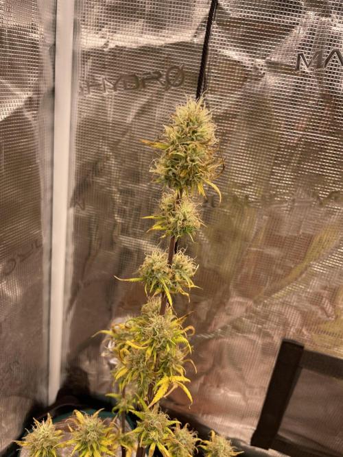 Pink rozay 💕 . Week 10