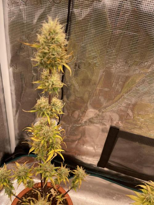 Pink rozay 💕 . Week 10