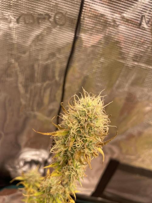 Pink rozay 💕 . Week 10