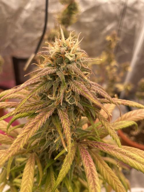 Auto candy 🍭. Week 9