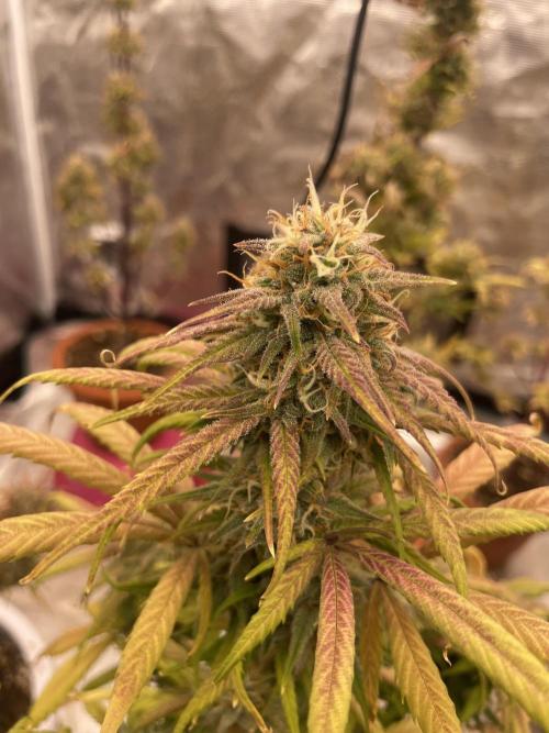 Auto candy 🍭. Week 9