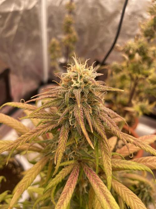 Auto candy 🍭. Week 9