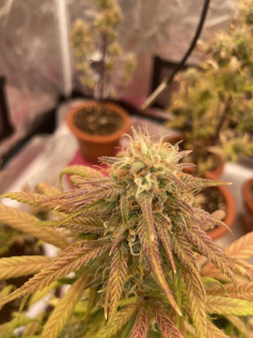 Auto candy 🍭. Week 9