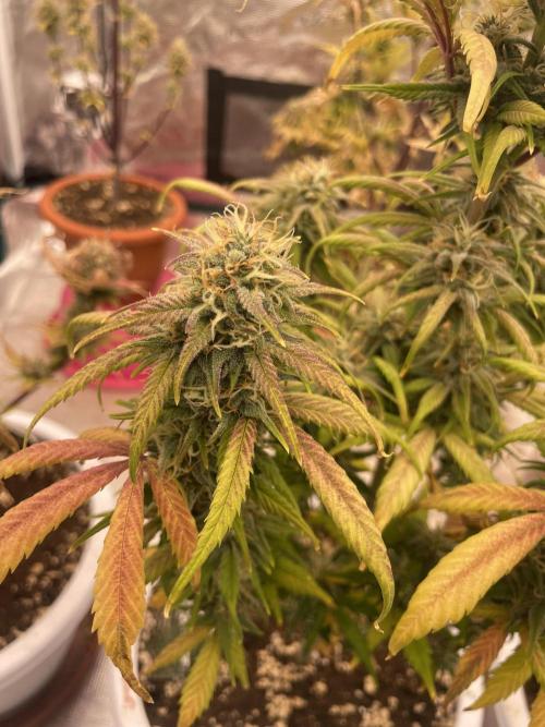 Auto candy 🍭. Week 9