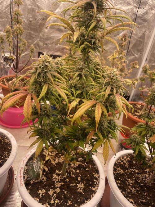 Auto candy 🍭. Week 9