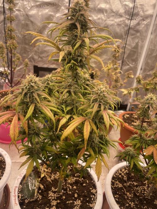 Auto candy 🍭. Week 9