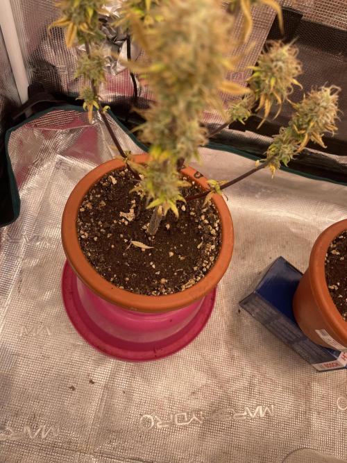 Divine rapier. Week 9