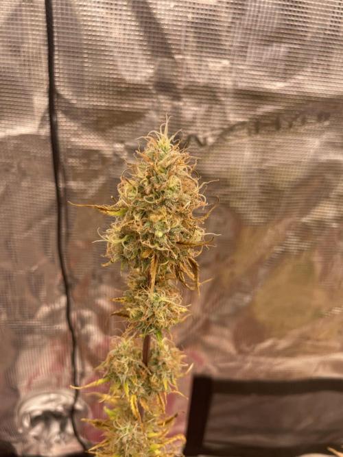 Divine rapier. Week 9