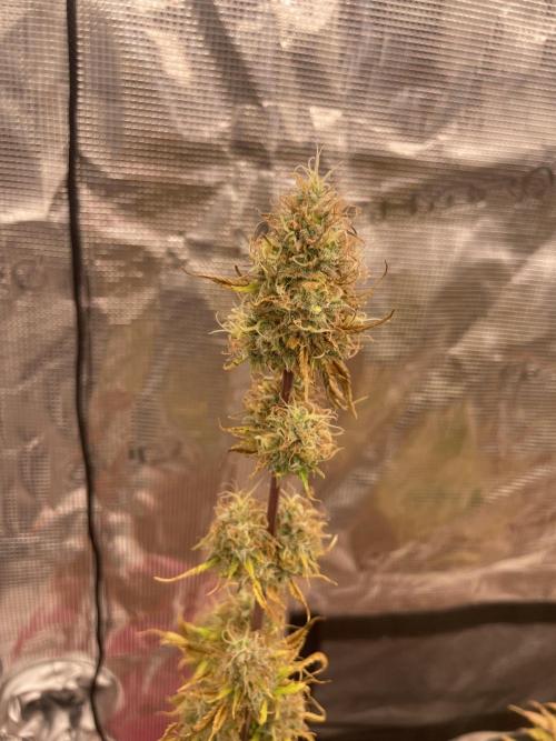 Divine rapier. Week 9