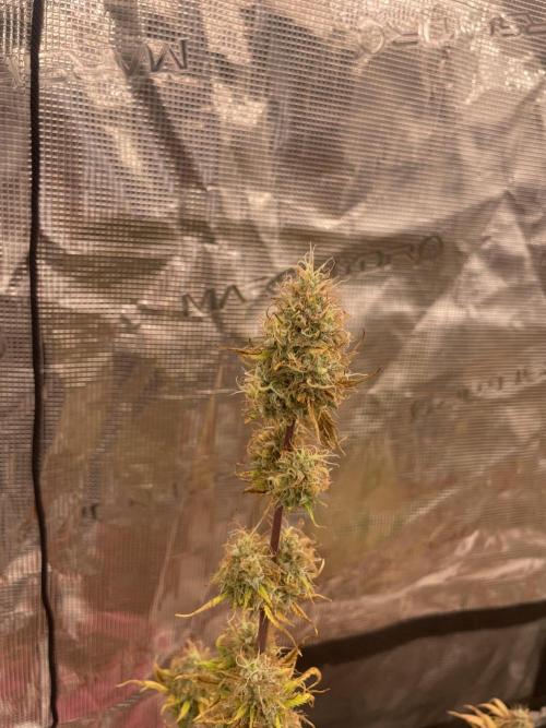 Divine rapier. Week 9